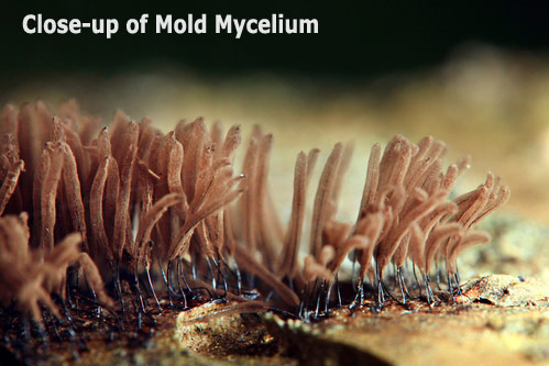 Close-up of mold mycelium.