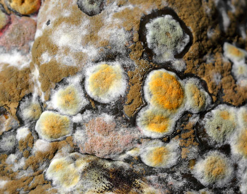 The 3 Most Likely Types of Mold to find in Your Home